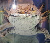 Axolotle